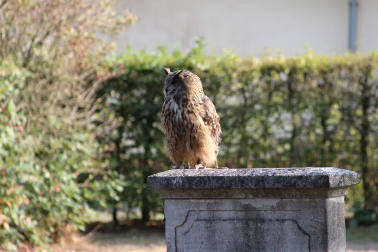 Foto vun enger Eil op enger Mauer.